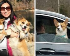 Właściciele corgi dzielą się zdjęciami swoich pupili, których twarze wyrażają jedną emocję - skrajne niezadowolenie