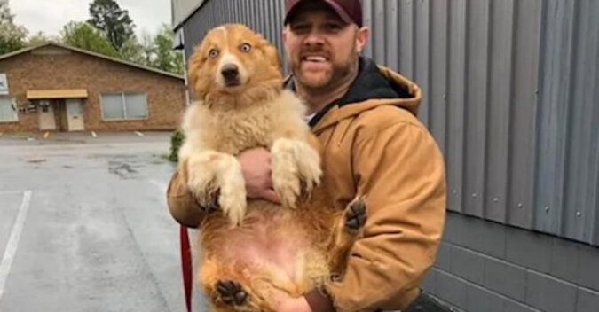 Pies został znaleziony 2 miesiące po tym, jak został porwany przez tornado