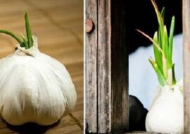 Czosnek zaczął wypuszczać pędy? Pod żadnym pozorem go nie wyrzucaj