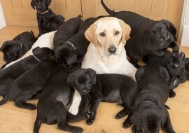 Mama jest złotym labradorem, a wszystkie 13 szczeniąt jest czarnych. Tata się postarał