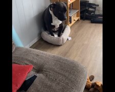 Kot wypędził dużego psa z łóżka i obraził go do łez. Wideo