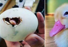 Z jajka, które kobieta kupiła we wietnamskiej restauracji, wylęgło się kaczątko, które stało się jej najlepszym przyjacielem