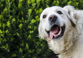 Golden retriever zerwał się podczas spaceru i uciekł do lasu. Był tam przez ponad dziesięć dni, zanim został zauważony przez drona