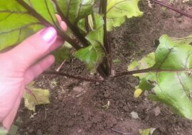 Jak podlewać buraki, aby uzyskać słodkie i smaczne plony. Oto najlepszy nawóz