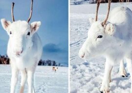 Bardzo rzadki śnieżnobiały renifer został zauważony w Norwegii