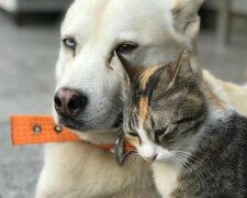 Pies zaopiekował się bezpańskim kotem, a teraz są nierozłączni