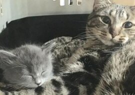 Kot codziennie uczy osieroconego kociaka jak się przytulać