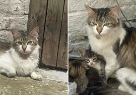 Mama kotka ukryła swoje dzieci w kącie