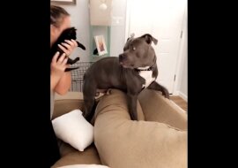 Pitbullowi przedstawiono czarnego kotka, jego reakcja zaskoczyła wszystkich. Wideo