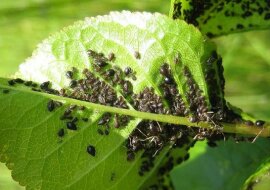 Prosty sposób na usunięcie mszyc z liści drzew i krzewów