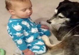 Chłopczyk prawie zasnął w pozycji siedzącej obok psa. Ale poczekaj na to, co dzieje się w 0:22 minucie