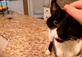 Ten kotek ma na imię Jack, a jego „miau” jest najfajniejszym „miau” na świecie