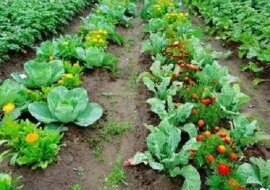 Uniwersalny nawóz bez chemii dla całego ogrodu