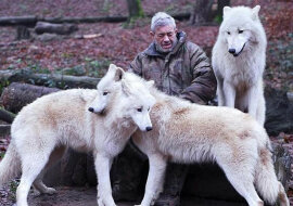 Wilki byłego spadochroniarza Wernera Freunda: nikt nie zagłębił się tak głęboko w świat wilków jak on