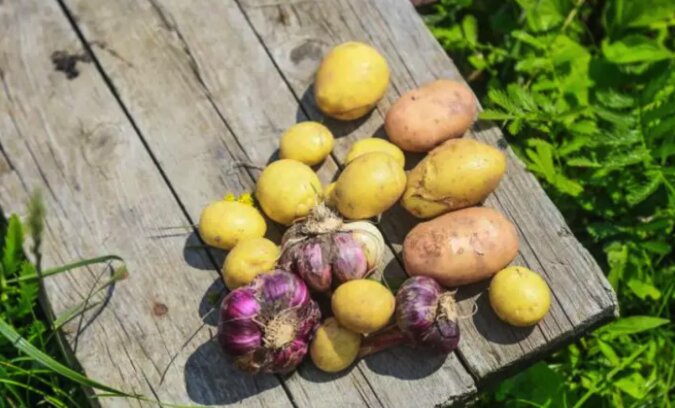 Dlaczego ziemniaki są bardzo małej wielkości: 3 częste błędy popełniane przez ogrodników