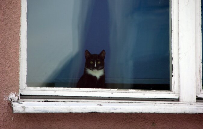 Ludzie zauważyli kotkę w oknie domu, która próbowała zwrócić na siebie uwagę: ratowała swoją właścicielkę