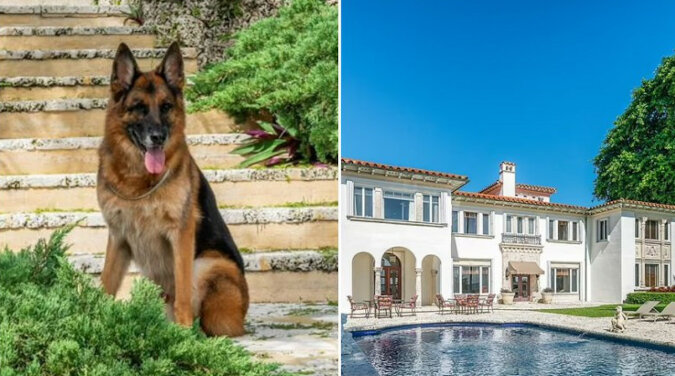 Pies milioner „sprzedaje” swoją luksusową willę w Stanach Zjednoczonych