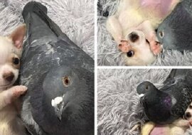 Przyjaźń gołębia i chihuahua, którzy stali się nierozłączni. Zobacz wideo