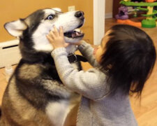 Reakcja husky na pocałunki dziecka rozśmieszyła cały Internet. Wideo