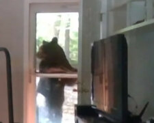 Jestem na liście. Niedźwiedź próbował dostać się na imprezę DJ-a. Wideo