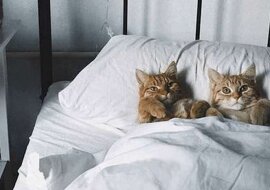 Kilka ważnych obowiązków każdego prawdziwego kota