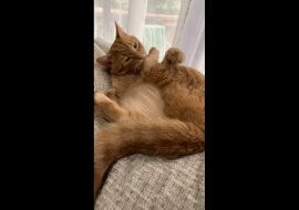 Kot postanowił umyć łapę, ale stracił nad nią kontrolę – śmieszny filmik