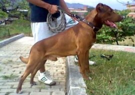 Pitbull pobiegł do miejsca, skąd było słychać głos małego dziecka. Właściciel był w zaskoczony gdy zobaczył co się dzieje