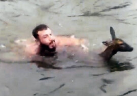 Mężczyzna rozbiera się i nurkuje w zimnej wodzie, by uratować tonącego jelenia