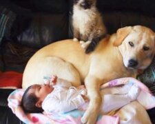 Wchodząc do pokoju dziecka, mama była bardzo zaskoczona, gdy zobaczyła tam kota i psa
