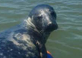 Przyjazna foka poopalała się z turystą. Wideo