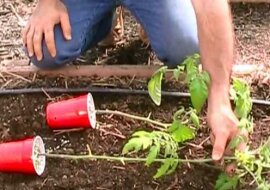 W końcu zdradził 4 genialne sztuczki, które stosuje, by mieć pyszne pomidory… w dużych ilościach