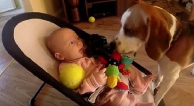 Pies ukradł dziecku zabawkę, jednak chwilę później poczuł się winny… a jego przeprosiny są niesamowite