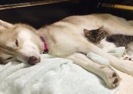 Husky zobaczył umierającego kotka. Zobacz co zrobił