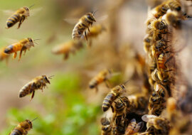 Pszczoły stały się zbyt mądre: wideo z butelką zaskoczyło