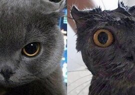 Wykąpane i niezbyt zadowolone: 8 kotów, które zostały wykąpane