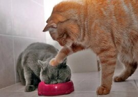 Najbardziej arogancki znak zodiaku