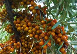 Sok z mrożonego rokitnika ma niesamowity efekt