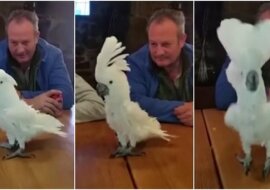 Ta papuga usłyszała swoją ulubioną piosenkę i zaczęła tańczyć