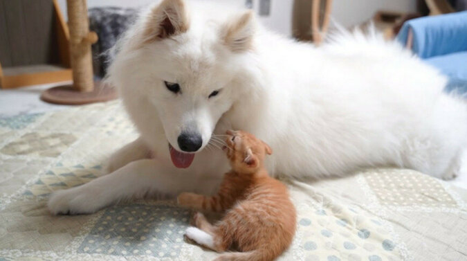 „Och, ten mały rudy diabeł!”: kotek postanowił przetestować cierpliwość psa. Wideo