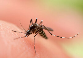 Komary: 7 powodów, dla których gryzą właśnie ciebie