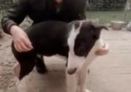 Blogerka chciała mieć dużego psa i skrzyżowała rasy