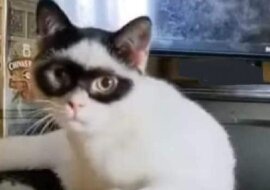 Kociak, który wygląda jak Zorro, został gwiazdą Internetu