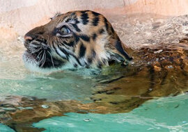 Mały tygrys kąpie się po raz pierwszy. Zobacz