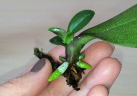 Jak rozmnażać storczyk z liścia? Co należy zrobić