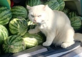 Surowy kot, który strzeże arbuzy na rynku stał się gwiazdą Internetu