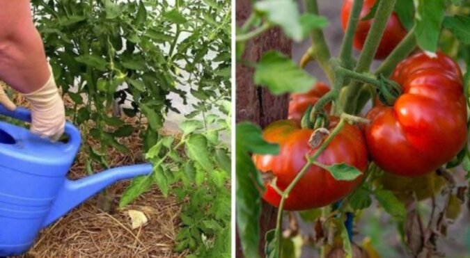 Prawidłowe nawożenie pomidorów w lipcu i sierpniu, aby były duże zbiory