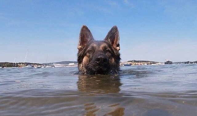 Aby uratować swojego właściciela, pies przez 11 godzin płynął do brzegu