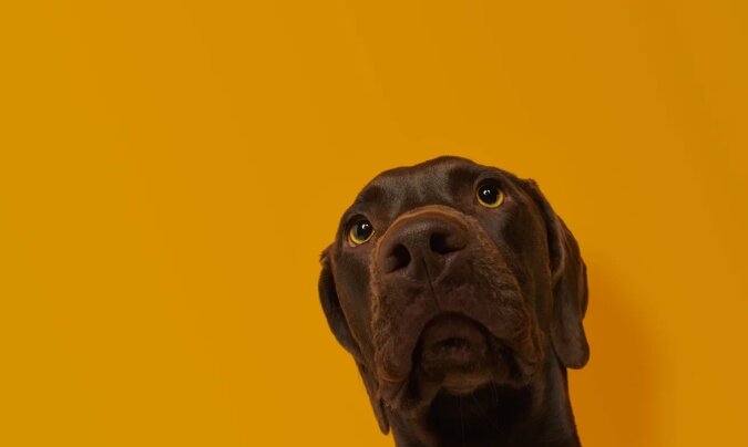 Pies rzadkiej rasy po raz pierwszy spotyka bliźniaka - spójrz na jego reakcję