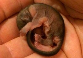 Mężczyzna znalazł maleńkie zwierzę i zaczął się nim opiekować