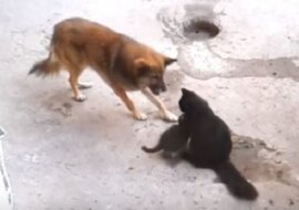 Pies podszedł do kociej mamy z małymi. Zobacz co stało się później